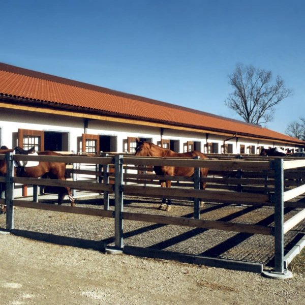 Pferde Paddock